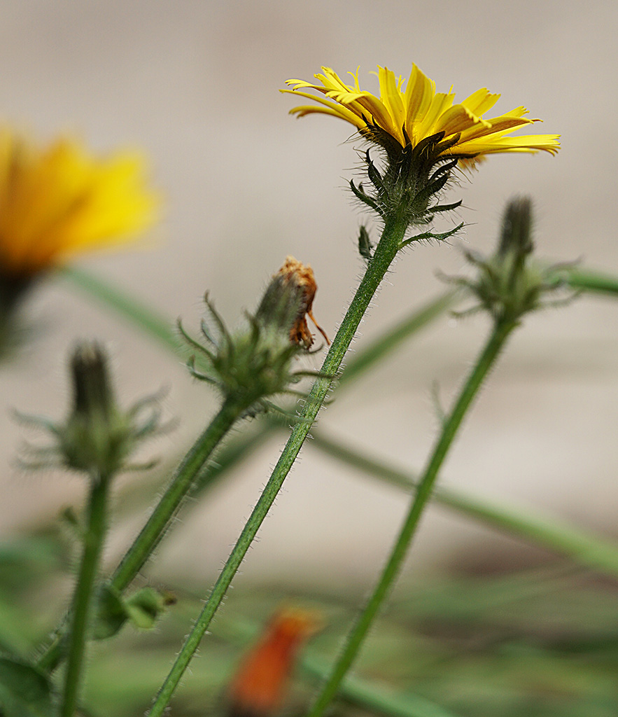 Aiuto determinazione - Asteraceae